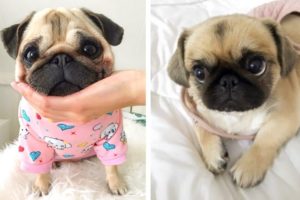 Cute And Funny Pugs Make You Happy Every Day | Cutest Puppies