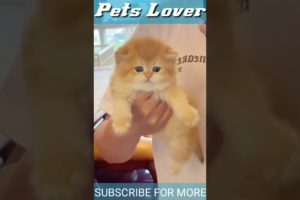 Cute Cat | Funny Animal Videos | #catlover #cat #catvideo  #shorts
