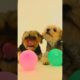 Cute Dog playing balloon #cutedog #cutedogplaying #animallover #animals #hd_video #animals #animal