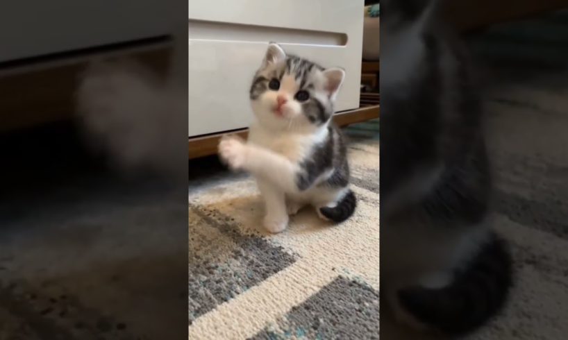 Cute Playing Baby Cats | Cute Playing Kittens #babycat #kitten #playingcats