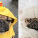 Cute Pug that Will Make Your Day So Much Better 🥰 | Cutest Puppies