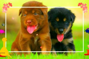 Cute Puppies | Cute Dogs | Cute Animals | Pet Animals for kids