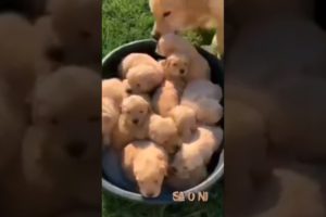 Cute Puppies | Cutest Puppies #shorts #youtubeshorts #shortsviral #puppies #puppy