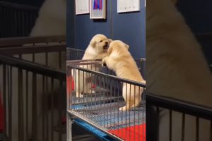 Cute Puppies 😍 | ajju3669