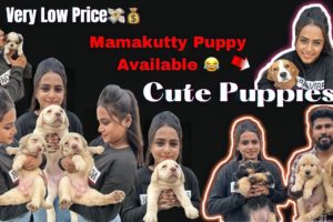 Cute Puppies at Low Price🐕| Foreign Breeds | Husky | Shih Tzu | #shorts #trending #pets #vlog