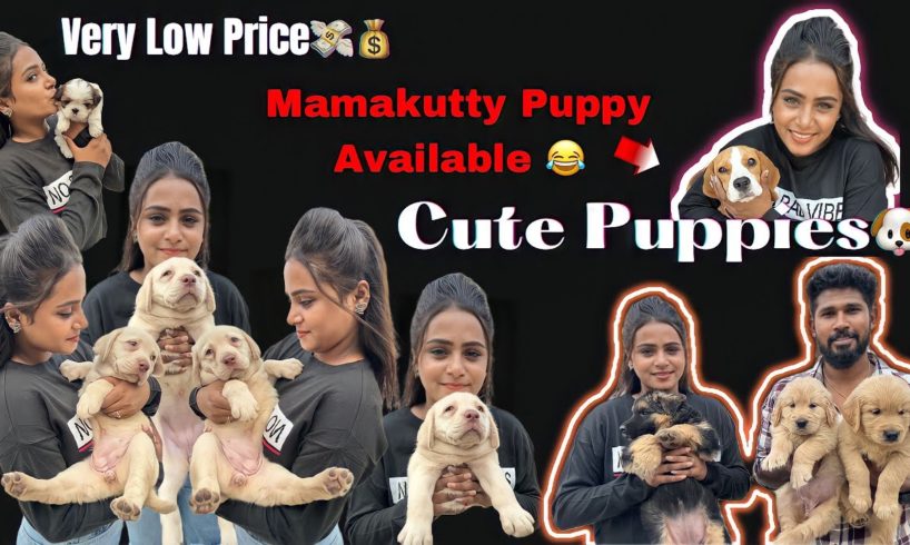 Cute Puppies at Low Price🐕| Foreign Breeds | Husky | Shih Tzu | #shorts #trending #pets #vlog