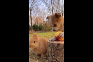 Cute Puppy Playing Lovely Animals #shorts #trending #viral
