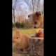 Cute Puppy Playing Lovely Animals #shorts #trending #viral