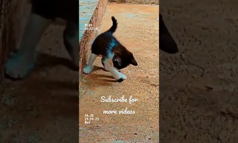 Cute baby cat playing 😍😍#animals #pets #cat #catlover #catvideos #india #viral #trending #shorts #dj