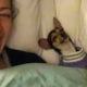 Cute dog and owner are best friend moments -  Cutest Animals Video