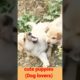 Cute puppies fight video#09kviral shorts#shorts