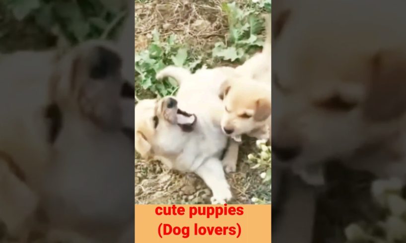 Cute puppies fight video#09kviral shorts#shorts