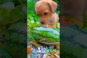 Cute puppy | Cutest puppies #shorts #youtubeshorts #shortsviral #puppies #cutepuppy #cutepets #cute