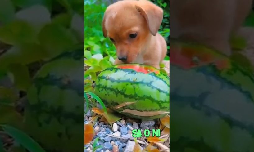 Cute puppy | Cutest puppies #shorts #youtubeshorts #shortsviral #puppies #cutepuppy #cutepets #cute