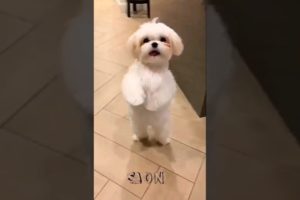 Cute puppy dancing | Cute puppy | Cutest puppy #shorts #youtubeshorts #puppies #cutepuppy