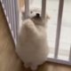 Cutest Dog in the world ! Cute Puppy Dancing ! Funny Baby Dog ! White Baby Dog Having Fun Dance !