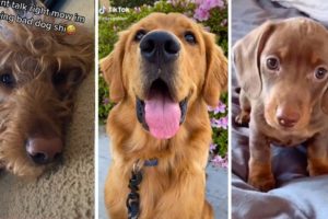 Cutest Dogs and Puppies Compilation 🐶🐾❤️