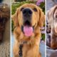 Cutest Dogs and Puppies Compilation 🐶🐾❤️