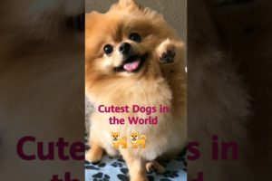 Cutest Dogs in the World😻#dogs #cute puppy #trending #shorts