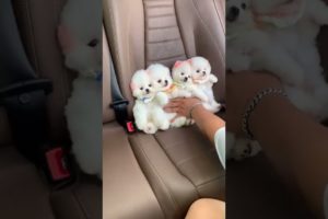 Cutest Pomeranian Puppies Doing Funny Things#Pomeranian#puppy#cute#animal#Funny#viral#tiktok
