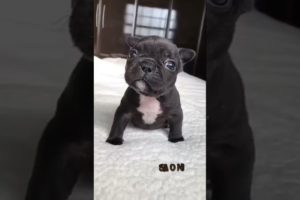 Cutest Puppies | Cute puppy #shorts #youtubeshorts #shortsviral #puppies #puppy