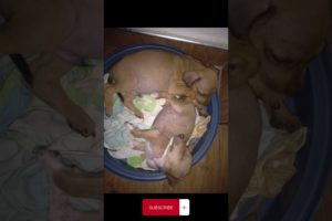 Cutest Puppies Ever Take a Nap in a Bucket | Adorable Sleepy Dogs