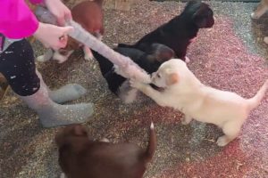 Cutest Puppies Play Tug Of War