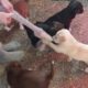 Cutest Puppies Play Tug Of War