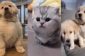 Cutest Puppies in The World - #3 🥰🥰🥰 | Cutest Dogs | Pets Cute Lovers