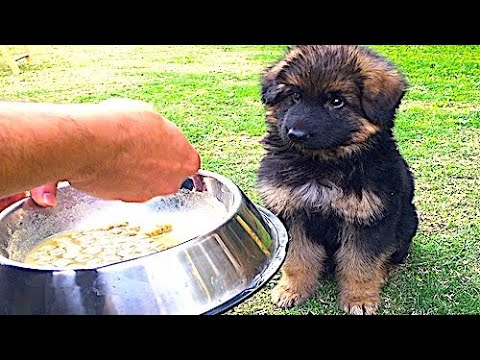 Cutest Puppy German Shepherd Eats His Way to Internet Fame | When Alex Was 6 Weeks Old
