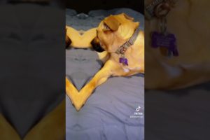Cutest Puppy Videos You've EVER Seen!