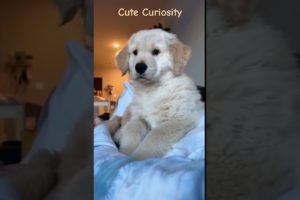 Cutest Puppy curiosity captured #puppy #puppies #puppylove #puppylife #puppydog #puppyvideos