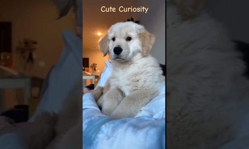 Cutest Puppy curiosity captured #puppy #puppies #puppylove #puppylife #puppydog #puppyvideos