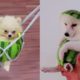 Cutest Teacup Pomeranian Puppies | Funny Cutest Dogs Cats Video | MR PET #23