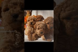 Cutest puppies ever #cutnessoverload #puppylove #trending #subscribe #fyp #viral