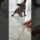 Cutest puppy! 8 week old Mr. Brodie the frenchie!❤️😍🥹 #youtubeshorts#pets#dog#doglover#funnydogs