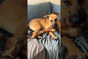 Cutest puppy #dog #puppyvideos #cutepuppy #funnypuppy #funnypuppies #cutedog #puppylove #cute