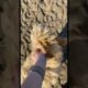 Cutest puppy, first time on the beach! #youtubeshorts #trending #beach #summer #puppy #dog