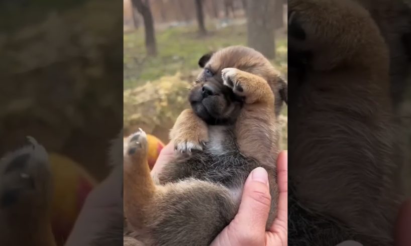 Cutest puppy in the world ❤️❤️🐶 #shorts #viral #youtubeshorts #shortsfeed #cute #puppy #trending