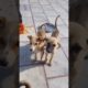 Cutest puppy 🐶 in world #viral#youtubeshorts #shots #trending #pets