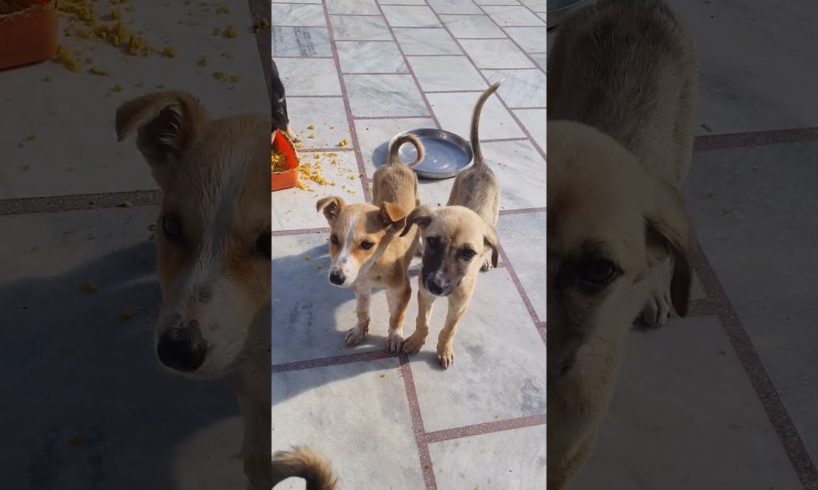 Cutest puppy 🐶 in world #viral#youtubeshorts #shots #trending #pets