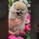 Cutest puppy🐕 😍😍😍#shorts #cute #shortvideo #dogs