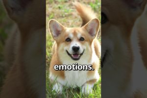 DID YOU KNOW Dogs Could DO THIS 🤣 | Wholesome Animals