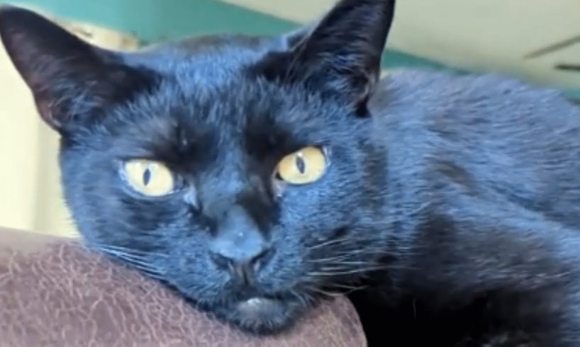 Dog person brings home a cat and discovers he's actually smart