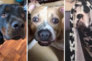 Doggos That Will Make You Laugh ~ Cutest Puppies 🐶