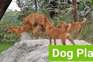 Dogs Whole Playing Together | village Animals dogs Having | Dogs group 2023