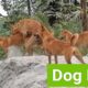 Dogs Whole Playing Together | village Animals dogs Having | Dogs group 2023