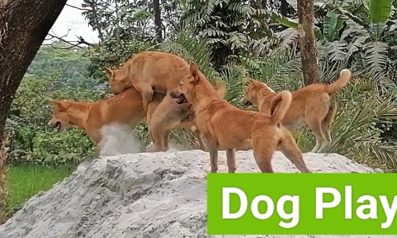 Dogs Whole Playing Together | village Animals dogs Having | Dogs group 2023