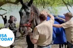 Dramatic moment rescuers save a horse from drowning | USA TODAY