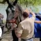 Dramatic moment rescuers save a horse from drowning | USA TODAY